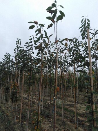Prunus avium= boskers 6-8 Hoogstam wortelgoed - afbeelding 7
