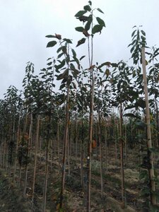 Prunus avium= boskers 6-8 Hoogstam wortelgoed - afbeelding 7