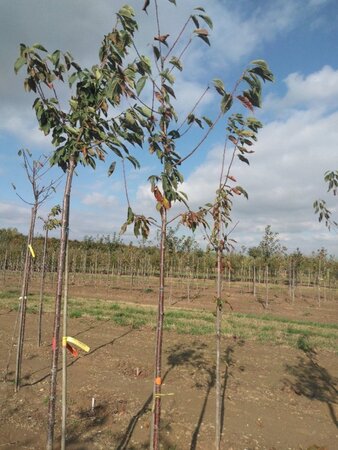Prunus avium= boskers 8-10 Hoogstam wortelgoed - afbeelding 7