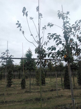 Prunus avium= boskers 8-10 Hoogstam wortelgoed - afbeelding 1