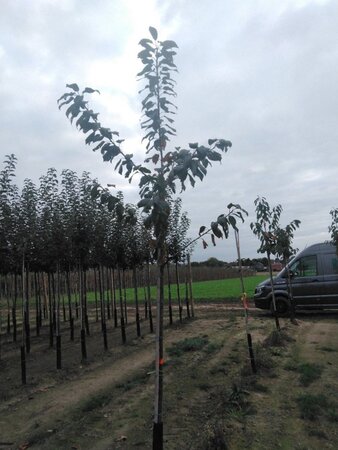 Prunus avium= boskers 8-10 Hoogstam wortelgoed - afbeelding 2