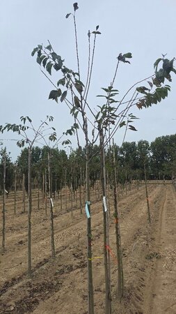 Prunus avium= boskers 8-10 Hoogstam wortelgoed - afbeelding 9