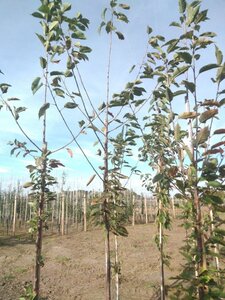 Prunus avium= boskers 8-10 Hoogstam wortelgoed - afbeelding 10