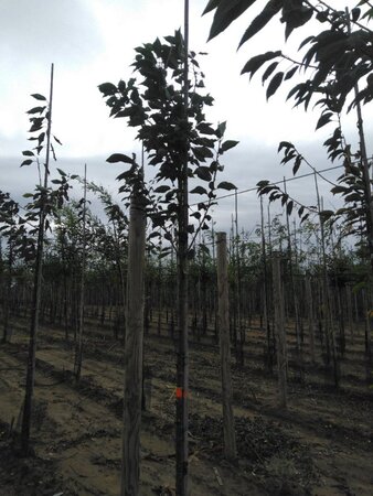 Prunus avium= boskers 8-10 Hoogstam wortelgoed - afbeelding 5