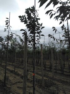 Prunus avium= boskers 8-10 Hoogstam wortelgoed - afbeelding 5