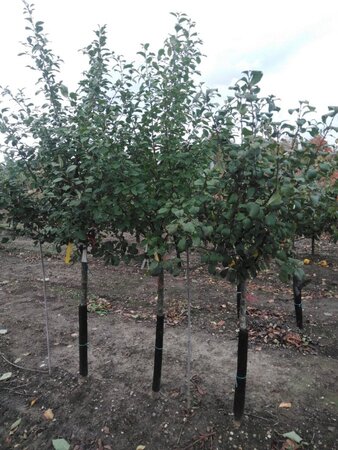 Prunus c. 'Kelleris 14' 12-14 Halfstam wortelgoed
