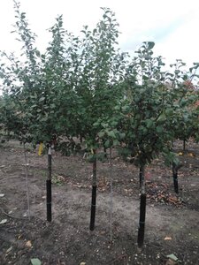 Prunus c. 'Kelleris 14' 12-14 Halfstam wortelgoed