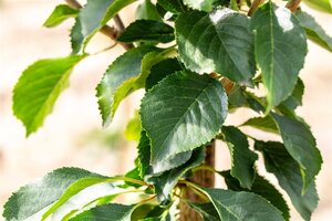 Prunus c. Schattenmorelle = Noordkriek 10-12 Hoogstam wortelgoed - afbeelding 2