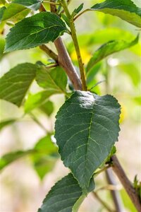 Prunus c. Schattenmorelle = Noordkriek 10-12 Hoogstam wortelgoed - afbeelding 3