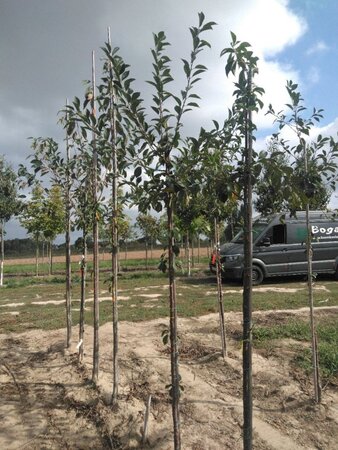 Prunus c. Schattenmorelle = Noordkriek 8-10 Hoogstam wortelgoed - afbeelding 4