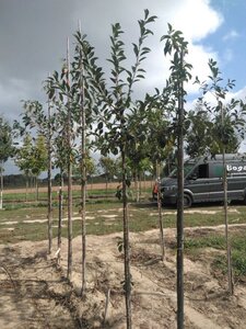 Prunus c. Schattenmorelle = Noordkriek 8-10 Hoogstam wortelgoed - afbeelding 4