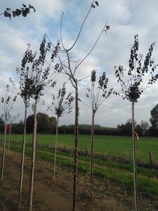 Prunus d. 'Anna Späth' 10-12 Hoogstam wortelgoed - afbeelding 3