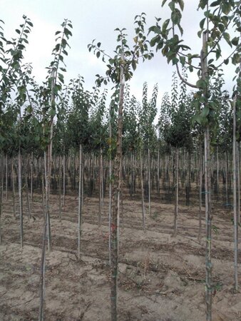 Prunus d. 'Anna Späth' 10-12 Hoogstam wortelgoed - afbeelding 2