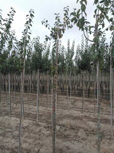 Prunus d. 'Anna Späth' 10-12 Hoogstam wortelgoed - afbeelding 2