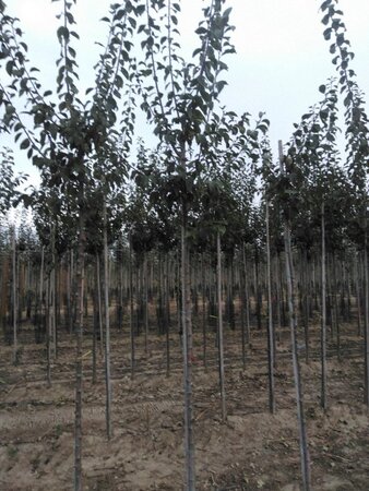 Prunus d. 'Anna Späth' 10-12 Hoogstam wortelgoed - afbeelding 4