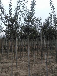 Prunus d. 'Anna Späth' 10-12 Hoogstam wortelgoed - afbeelding 4