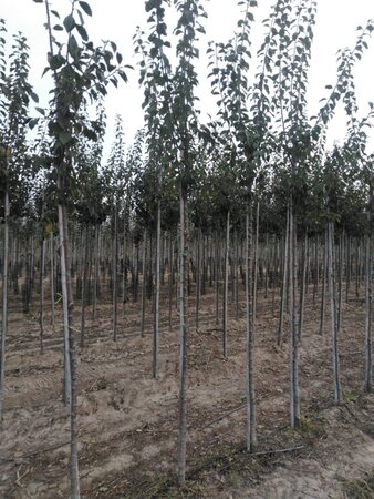 Prunus d. 'Anna Späth' 8-10 Hoogstam wortelgoed - afbeelding 2