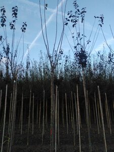 Prunus d. 'Belle de Louvain' 10-12 Hoogstam wortelgoed - afbeelding 3