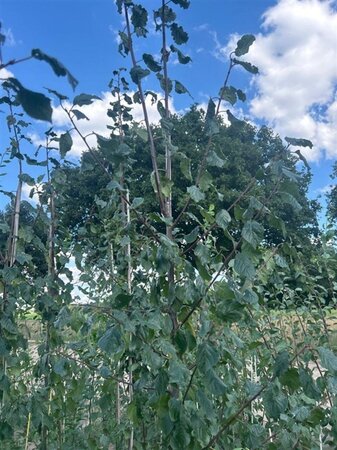 Prunus d. 'Belle de Louvain' 6-8 Hoogstam wortelgoed - afbeelding 3