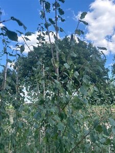 Prunus d. 'Belle de Louvain' 6-8 Hoogstam wortelgoed - afbeelding 3