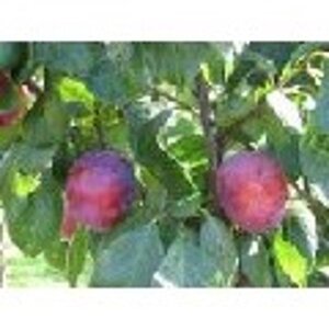 Prunus d. 'Belle de Louvain' 6-8 Hoogstam wortelgoed - afbeelding 4