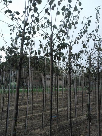 Prunus d. 'Belle de Louvain' 6-8 Hoogstam wortelgoed - afbeelding 2