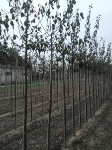 Prunus d. 'Belle de Louvain' 8-10 Hoogstam wortelgoed - afbeelding 3