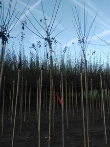 Prunus d. 'Belle de Louvain' 8-10 Hoogstam wortelgoed - afbeelding 2