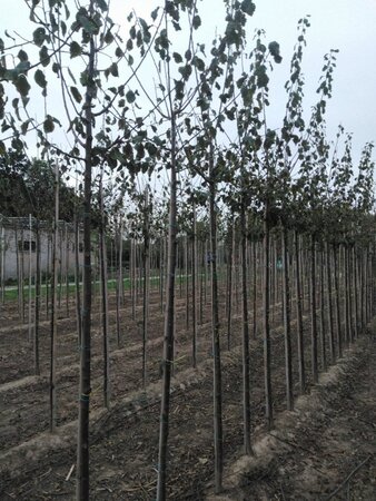 Prunus d. 'Belle de Louvain' 8-10 STA4 BR - image 3