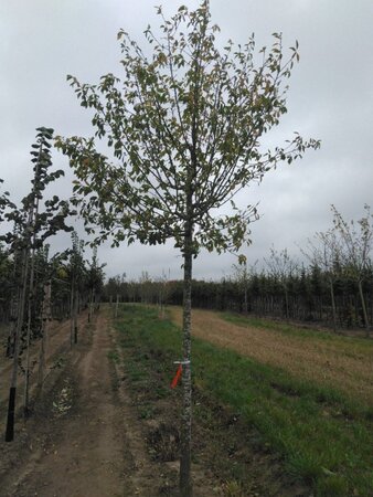 Prunus d. 'Hauszwetsche' = 'Altesse Simple' 20-25 Hoogstam draadkluit 4 X verplant - afbeelding 1