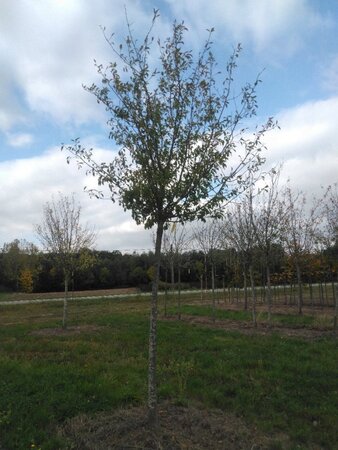 Prunus d. 'Hauszwetsche' = 'Altesse Simple' 20-25 Hoogstam draadkluit 4 X verplant - afbeelding 2