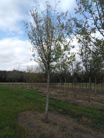 Prunus d. 'Hauszwetsche' = 'Altesse Simple' 25-30 Hoogstam draadkluit 4 X verplant - afbeelding 1