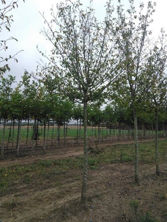 Prunus d. 'Hauszwetsche' = 'Altesse Simple' 25-30 Hoogstam draadkluit 4 X verplant - afbeelding 3