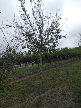 Prunus d. 'Hauszwetsche' = 'Altesse Simple' 30-35 Hoogstam draadkluit 4 X verplant - afbeelding 2