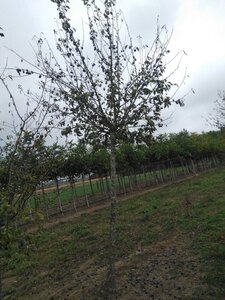 Prunus d. 'Hauszwetsche' = 'Altesse Simple' 30-35 Hoogstam draadkluit 4 X verplant - afbeelding 2