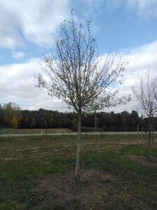 Prunus d. 'Hauszwetsche' = 'Altesse Simple' 30-35 Hoogstam draadkluit 4 X verplant