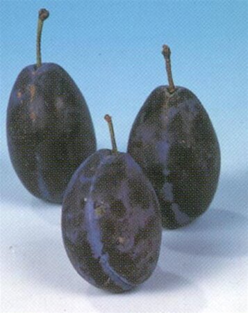 Prunus d. 'Hauszwetsche' = 'Altesse Simple' 6-8 Hoogstam wortelgoed - afbeelding 1