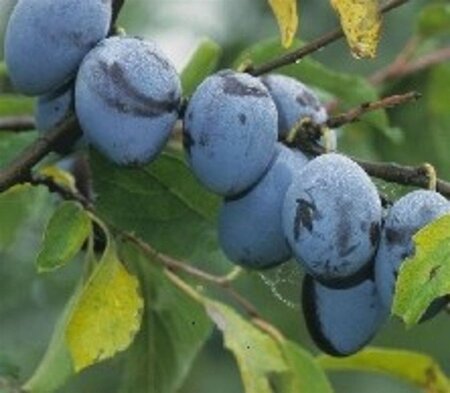 Prunus d. 'Hauszwetsche' = 'Altesse Simple' 6-8 Hoogstam wortelgoed - afbeelding 2