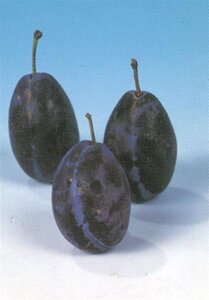 Prunus d. 'Hauszwetsche' = 'Altesse Simple' 6-8 Hoogstam wortelgoed - afbeelding 3