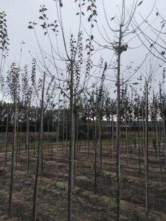 Prunus d. 'Hauszwetsche' = 'Altesse Simple' 8-10 Hoogstam wortelgoed