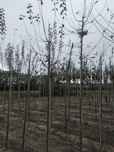 Prunus d. 'Hauszwetsche' = 'Altesse Simple' 8-10 Hoogstam wortelgoed