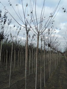 Prunus d. 'Mirabelle de Nancy' 10-12 Hoogstam wortelgoed