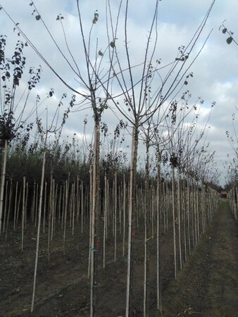 Prunus d. 'Mirabelle de Nancy' 10-12 STA BR