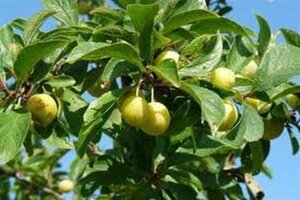 Prunus d. 'Mirabelle de Nancy' 6-8 Hoogstam wortelgoed - afbeelding 2