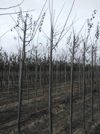 Prunus d. 'Mirabelle de Nancy' 6-8 Hoogstam wortelgoed - afbeelding 1