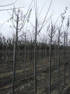 Prunus d. 'Mirabelle de Nancy' 6-8 Hoogstam wortelgoed - afbeelding 1