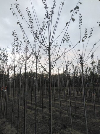 Prunus d. 'Mirabelle de Nancy' 8-10 Hoogstam wortelgoed - afbeelding 2