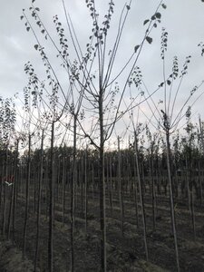 Prunus d. 'Mirabelle de Nancy' 8-10 Hoogstam wortelgoed - afbeelding 2