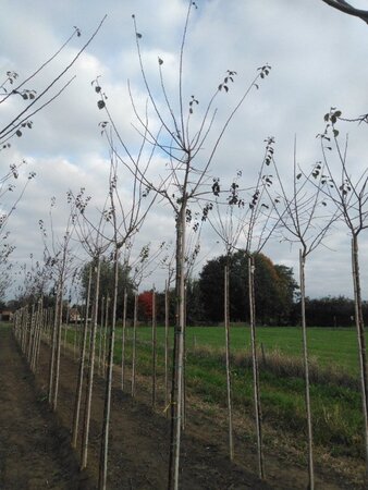 Prunus d. 'Mirabelle de Nancy' 8-10 Hoogstam wortelgoed - afbeelding 1