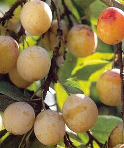 Prunus d. 'Mirabelle de Nancy' 8-10 Hoogstam wortelgoed